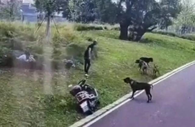必威遛狗别 “任性”！不栓绳危害多伤人隐患与法律红线不可小觑(图2)
